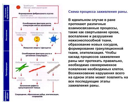 Медленные процессы заживления