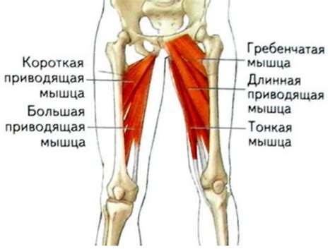 Межбедерные ушки - не проблема!