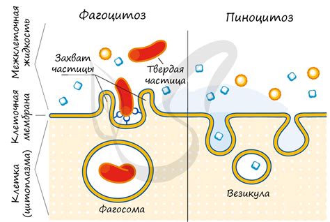 Мембрана клетки и фагоцитоз