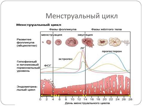 Менструальный цикл и овуляция: важные понятия