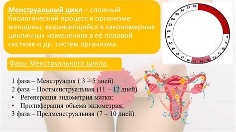 Менструация и критические дни