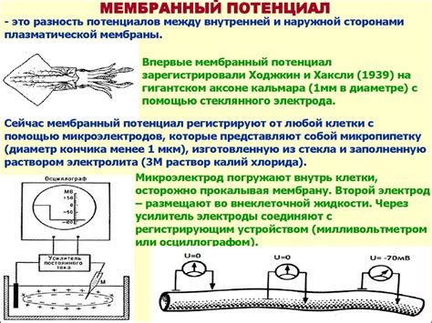 Местоположение и потенциал