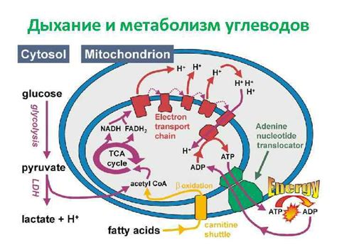 Метаболизм и дыхание у щенка