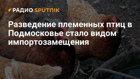 Методы ИИ и ИК племенных птиц