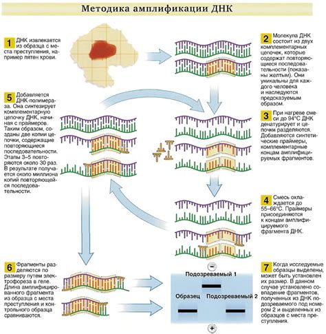 Методы амплификации ДНК в криминалистике и медицине