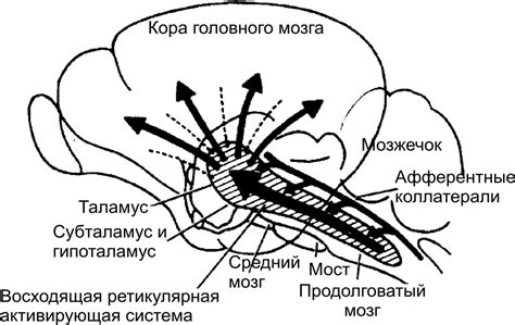 Методы восстановления ретикулярной формации