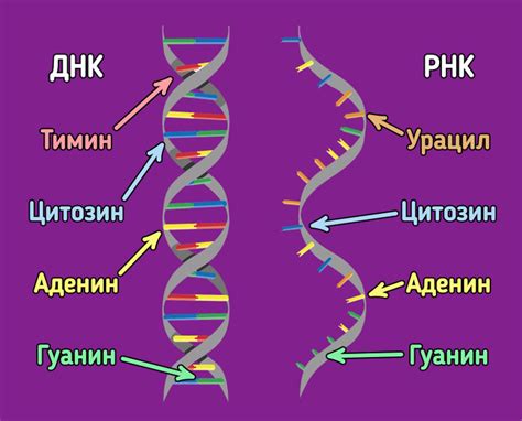 Методы изоляции ДНК и РНК