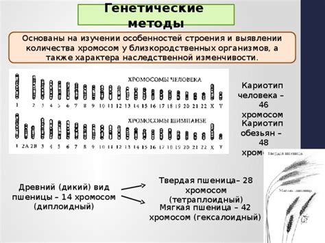 Методы и алгоритмы настройки хромосом