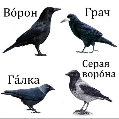 Методы и приемы для быстрого и безопасного улова вороны в городе