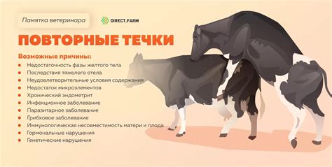 Методы контроля течки у коровы после отела для оптимизации репродуктивного процесса