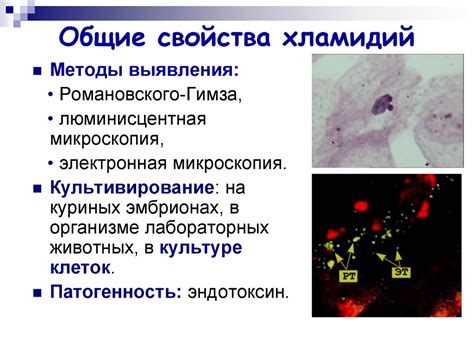 Методы обследования и диагностики хламидий у ребенка