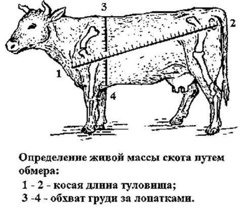 Методы определения веса коровы без весов