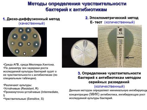 Методы определения готовности кукурузы на глаз