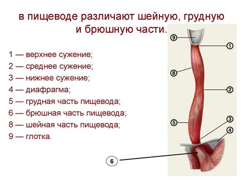 Методы определения грыжи пищевода