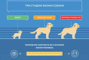 Методы определения достижений собаки