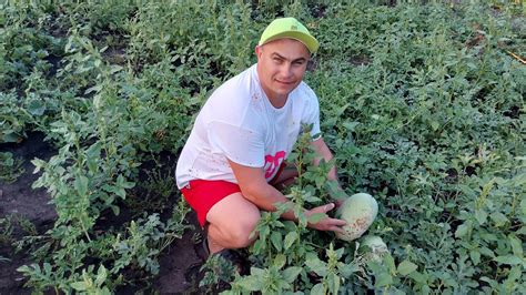 Методы определения пола кабанчиков и свинок: советы и рекомендации