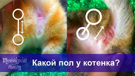 Методы определения пола кошки по глазам