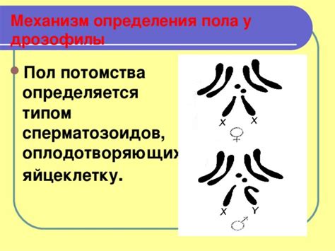 Методы определения пола у молодого птичьего потомства