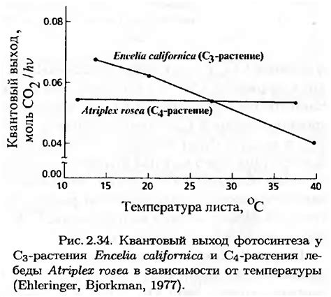 Методы определения ясени без листьев