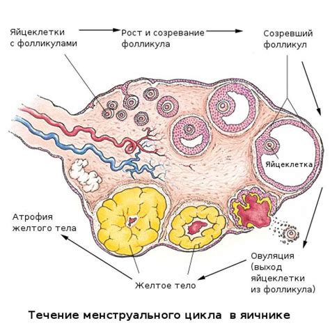 Методы оценки количества яйцеклеток у женщин