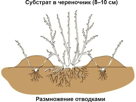 Методы подрезки и формирования можжевельника