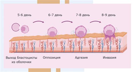 Методы прикрепления эмбриона к яичнику