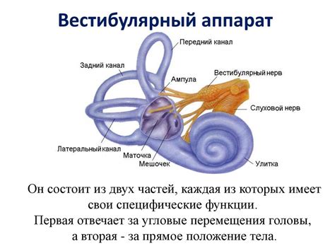 Методы развития вестибулярного аппарата