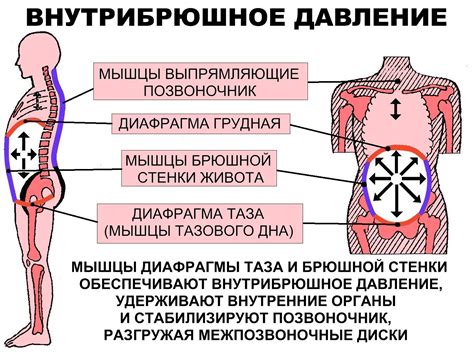 Методы самодиагностики грыжи на животе