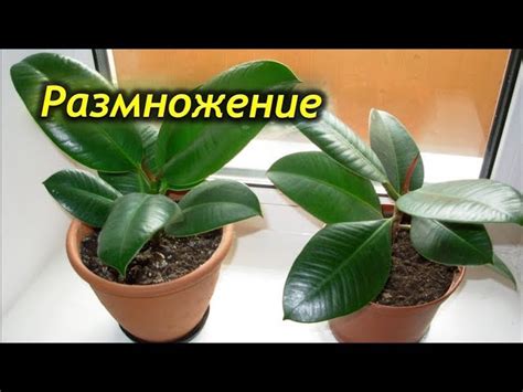 Методы укоренения листа фикуса каучуконосного