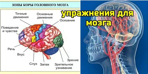 Методы укрепления и улучшения кровоснабжения сосудов головного мозга