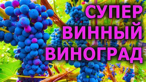 Методы ускорения созревания винограда