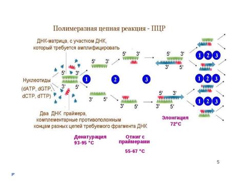 Метод Полимеразной цепной реакции (ПЦР) и его применение