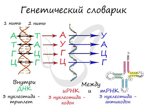 Метод активации через ДНК кодирование