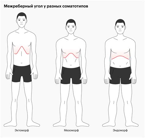 Метод определения соматотипа по характеристикам мышц