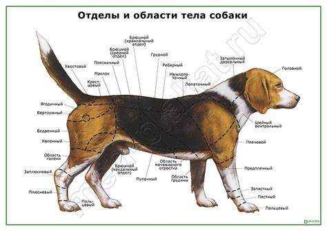 Метод ощупывания тела собаки