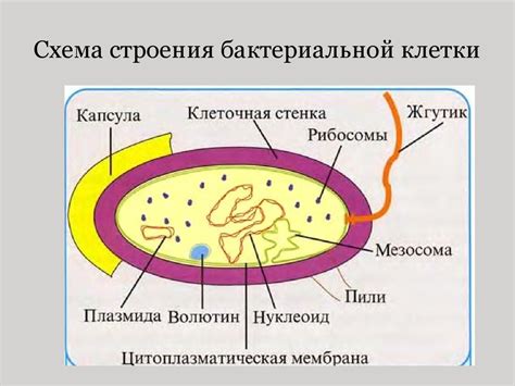 Метод просветления и обезвоживания бактериальной клетки