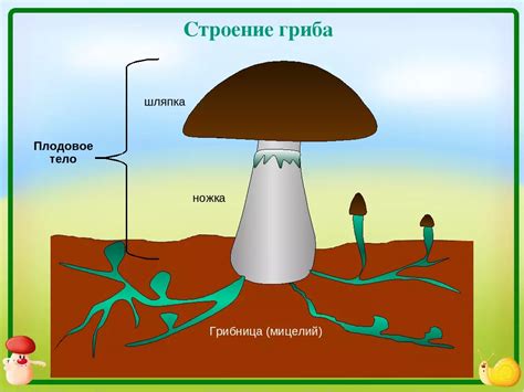 Метод создания грибницы