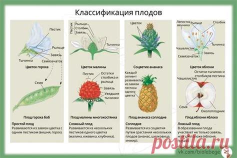 Метод 1: Используйте ботанику