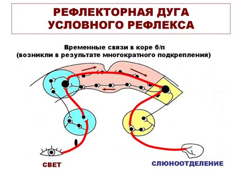 Механизмы влияния никотина на рефлекс икоты