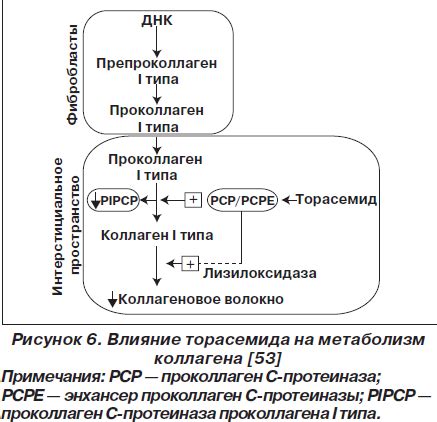 Механизмы воздействия торасемида на регуляцию кальция