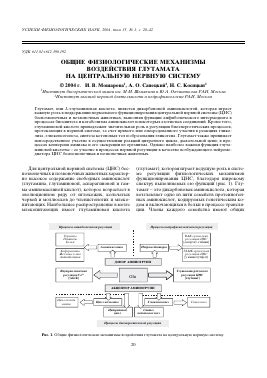 Механизмы воздействия цитрамона на нервную систему