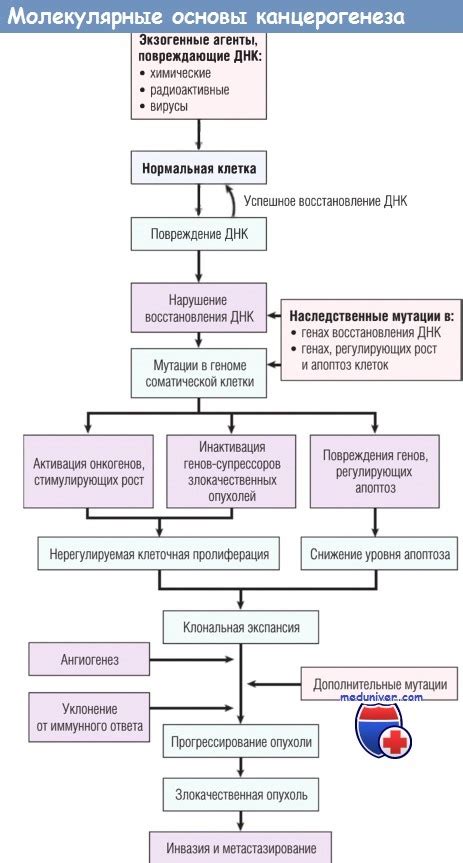 Механизмы воздействия Helicobacter pylori на вес