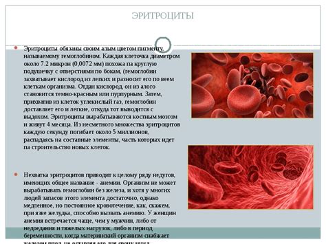 Механизмы возникновения аппетита на мел в ситуации низкого гемоглобина