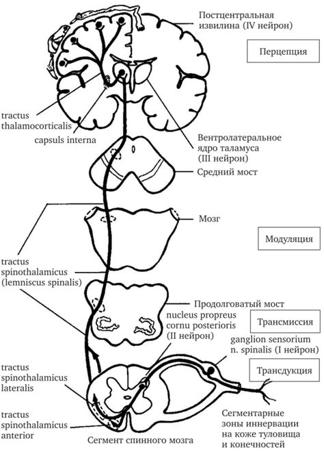 Механизмы возникновения нехешируемой боли