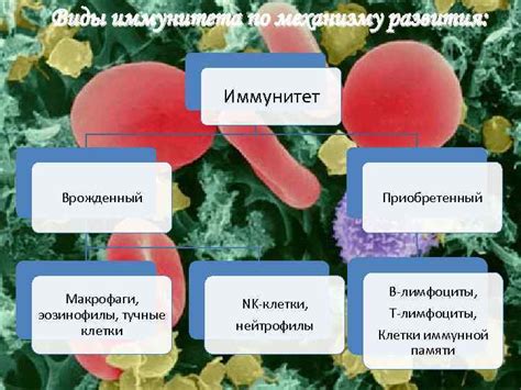 Механизмы действия ацетиловой кислоты на организм