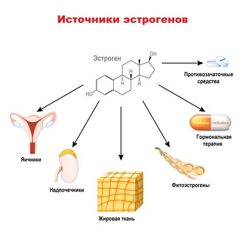 Механизмы действия эстрогена в клетках