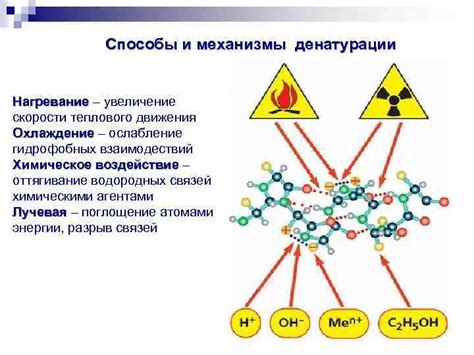 Механизмы денатурации и восстановления структуры