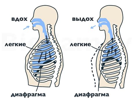 Механизмы дыхания