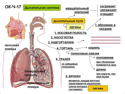 Механизмы дыхания и пищеварения