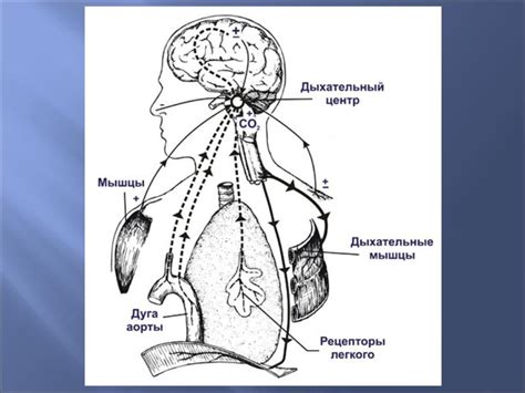 Механизмы дыхания человека